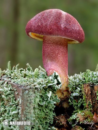 čírovec červenožltý (Tricholomopsis rutilans)