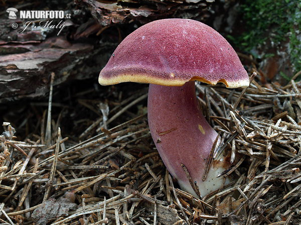 čírovec červenožltý (Tricholomopsis rutilans)