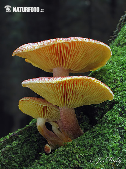 čírovec červenožltý (Tricholomopsis rutilans)