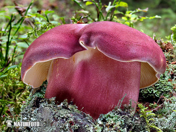 čírovec červenožltý (Tricholomopsis rutilans)