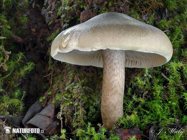 čírovka mydlová (Tricholoma saponaceum)