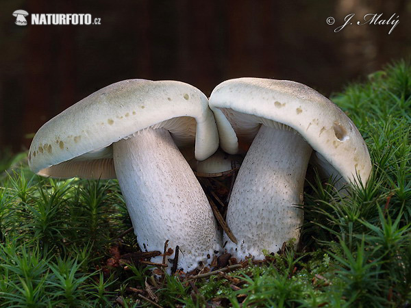 čírovka mydlová (Tricholoma saponaceum)