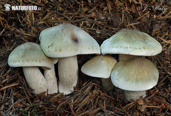 čírovka mydlová (Tricholoma saponaceum)