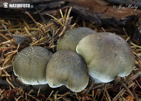 čírovka mydlová (Tricholoma saponaceum)