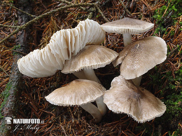 čírovka postriebrená (Tricholoma argyraceum)