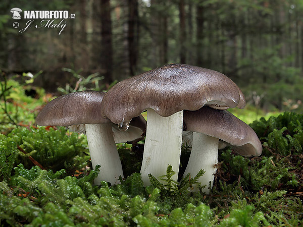 čírovka sivá (Tricholoma portentosum)