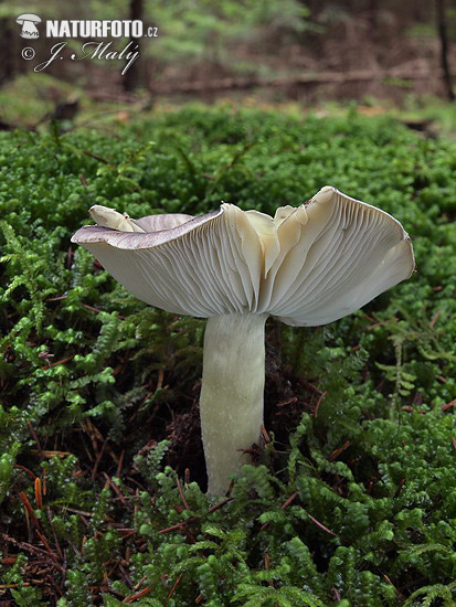 čírovka sivá (Tricholoma portentosum)