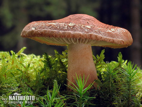 čírovka škridlicovitá (Tricholoma vaccinum)