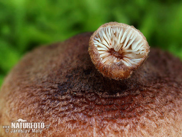 čírovka škridlicovitá (Tricholoma vaccinum)