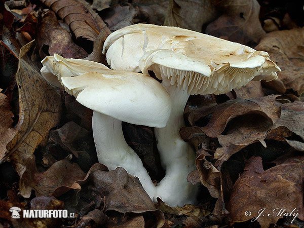 čírovka smradľavá (Tricholoma lascivum)