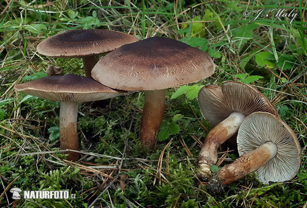 čírovka šupinkatá (Tricholoma imbricatum)