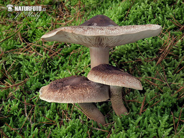 čírovka šupinkatá (Tricholoma imbricatum)