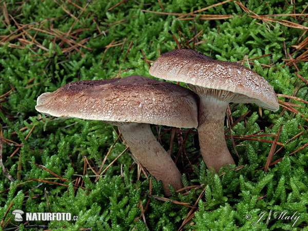 čírovka šupinkatá (Tricholoma imbricatum)