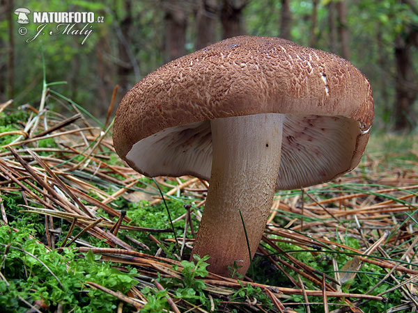 čírovka šupinkatá (Tricholoma imbricatum)