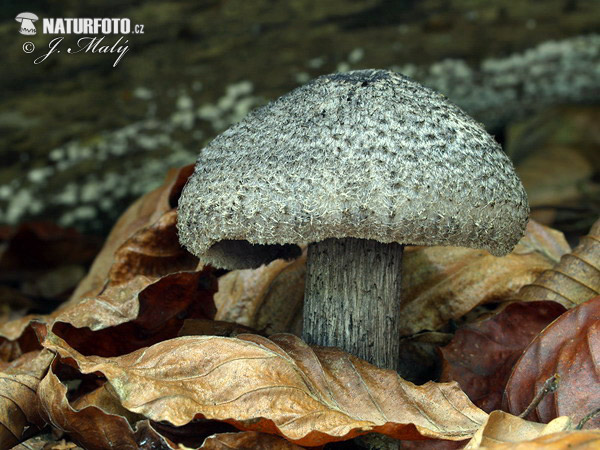 čírovka tmavošupinkatá (Tricholoma atrosquamosum var. squarrulosum)