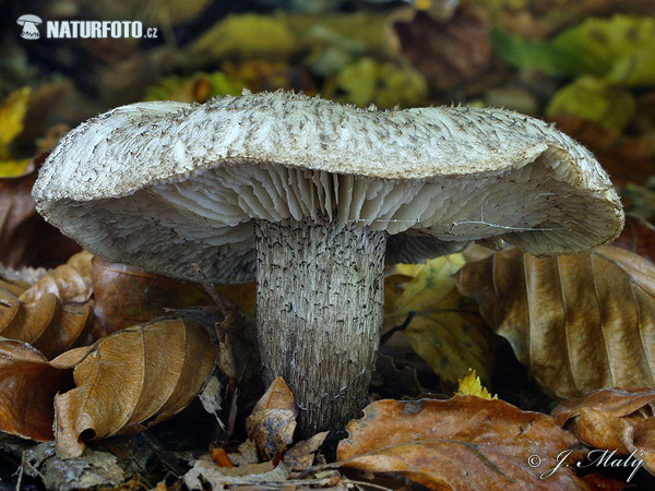 čírovka tmavošupinkatá (Tricholoma atrosquamosum var. squarrulosum)