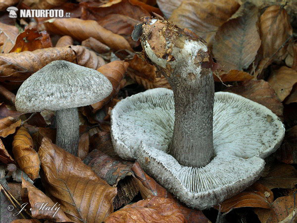 čírovka tmavošupinkatá (Tricholoma atrosquamosum var. squarrulosum)