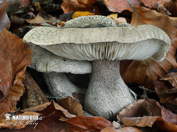 čírovka tmavošupinkatá (Tricholoma atrosquamosum var. squarrulosum)