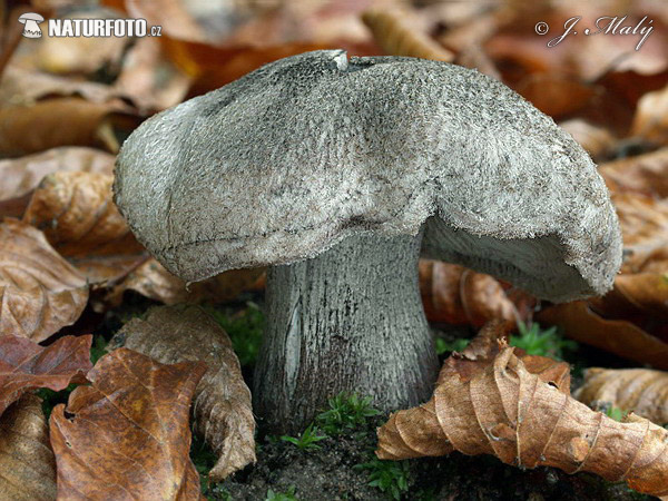 čírovka tmavošupinkatá (Tricholoma atrosquamosum var. squarrulosum)