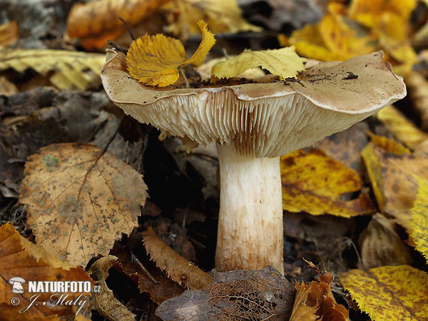 čírovka topoľová (Tricholoma populinum)