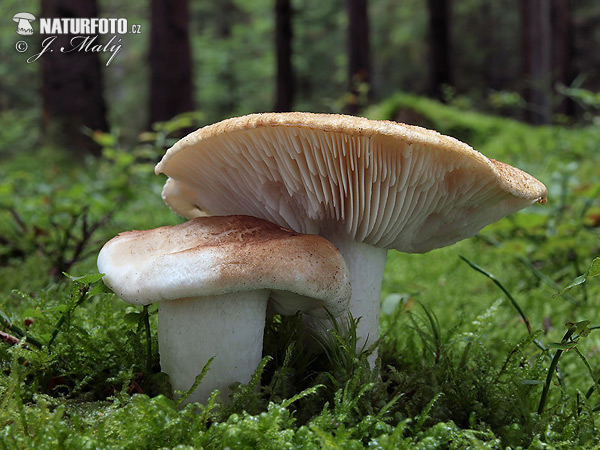 čírovka (Tricholoma apium) (Tricholoma apium)