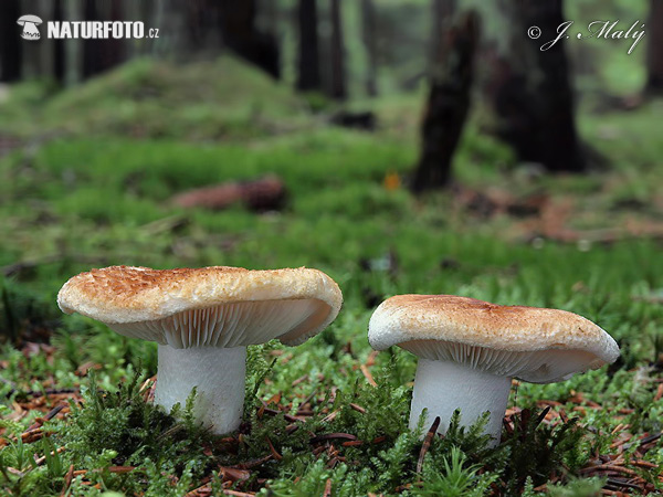 čírovka (Tricholoma apium) (Tricholoma apium)