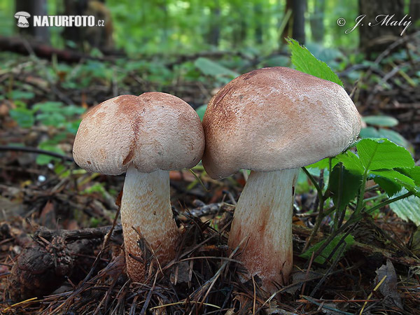 čírovka - Tricholoma fusipes (Tricholoma fusipes)