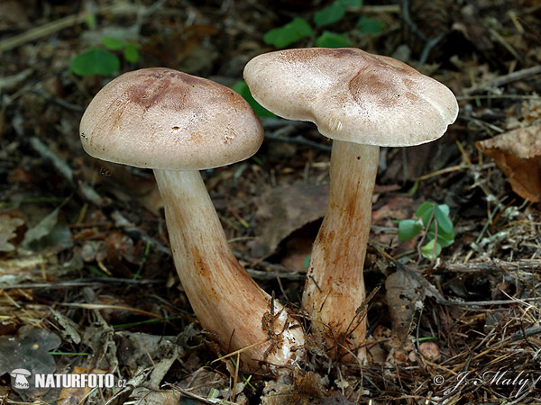 čírovka - Tricholoma fusipes (Tricholoma fusipes)