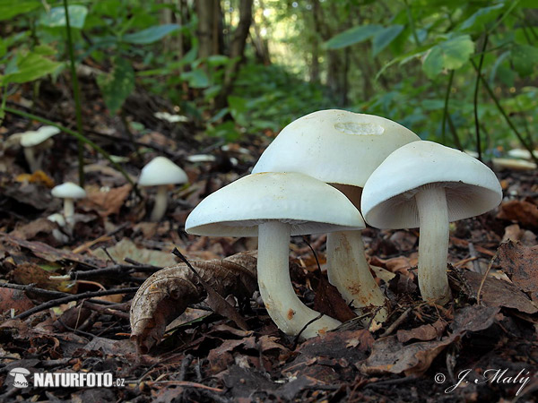 čírovka - Tricholoma stiparophyllum (Tricholoma stiparophyllum)