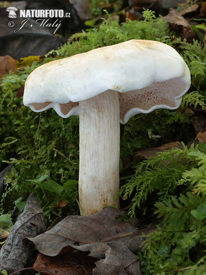 čírovka - Tricholoma stiparophyllum (Tricholoma stiparophyllum)