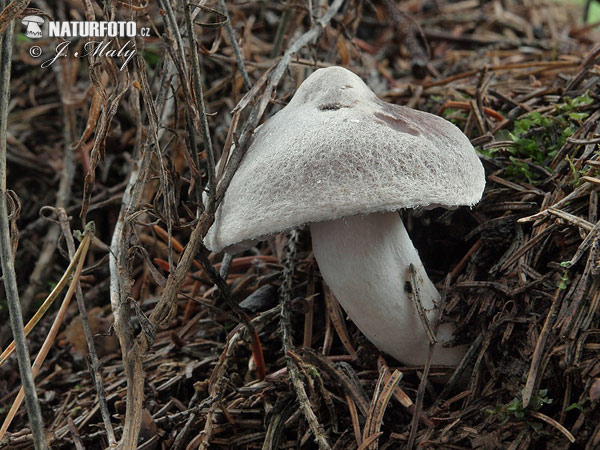 čírovka zemná (Tricholoma terreum)