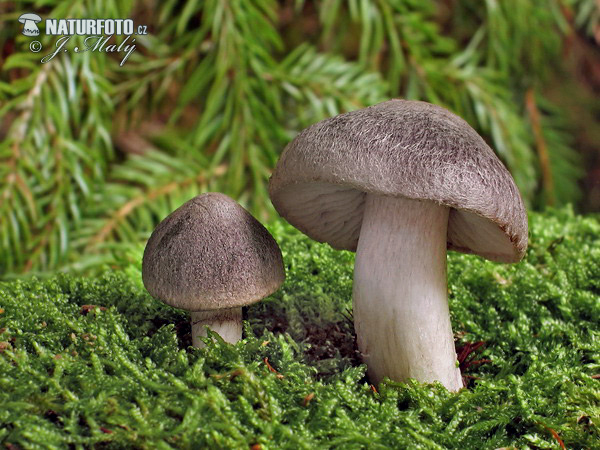 čírovka zemná (Tricholoma terreum)