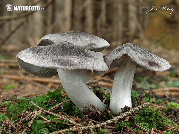 čírovka zemná (Tricholoma terreum)