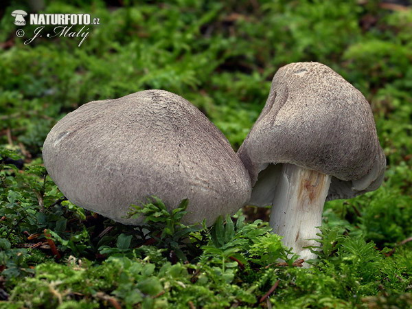 čírovka zemná (Tricholoma terreum)