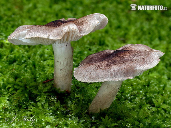 čírovka zemná (Tricholoma terreum)