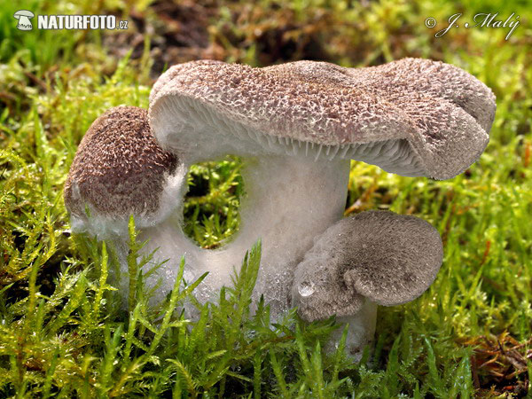 čírovka zemná (Tricholoma terreum)