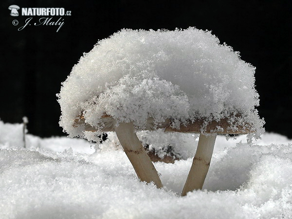 čírovka zemná (Tricholoma terreum)