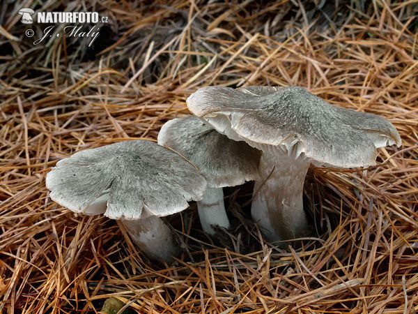 čírovka zemná (Tricholoma terreum)