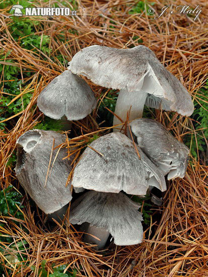 čírovka zemná (Tricholoma terreum)