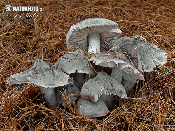 čírovka zemná (Tricholoma terreum)