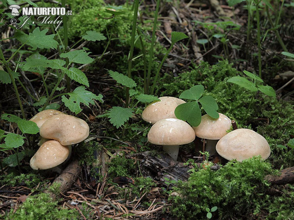 čírovnica májová (Calocybe gambosa)