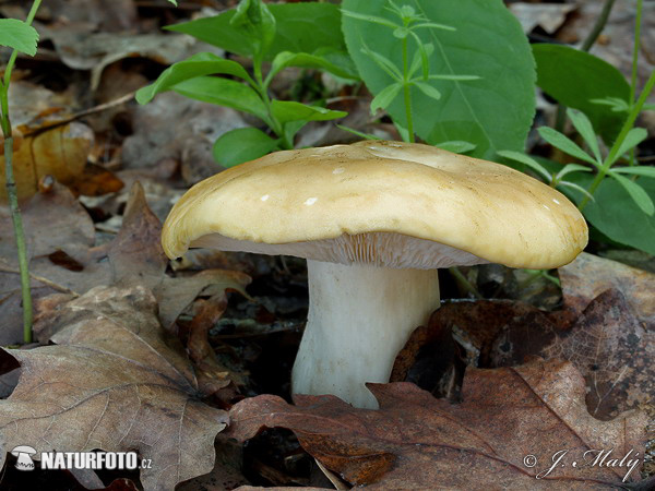 čírovnica májová (Calocybe gambosa)