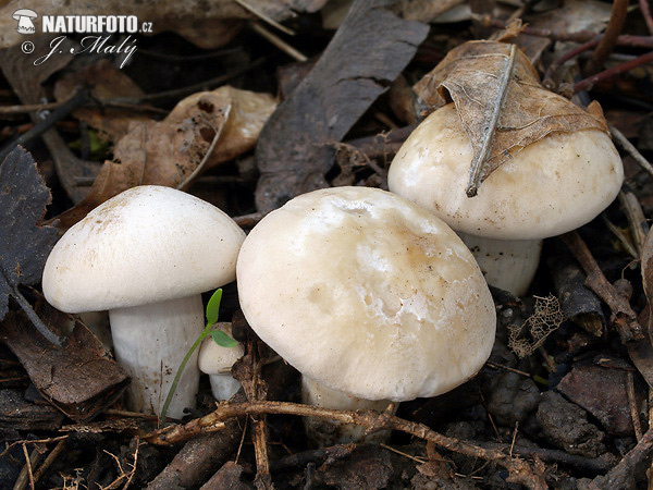 čírovnica májová (Calocybe gambosa)