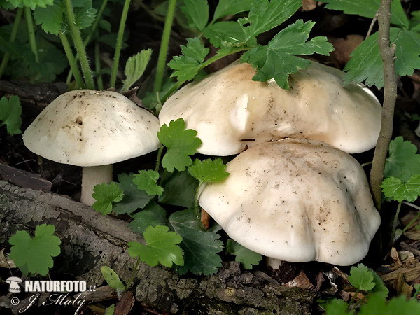 čírovnica májová (Calocybe gambosa)