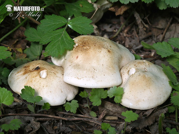 čírovnica májová (Calocybe gambosa)