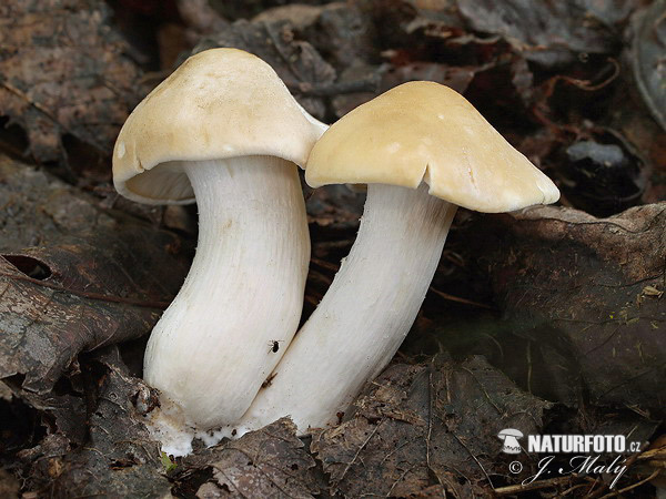 čírovnica májová (Calocybe gambosa)