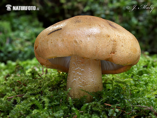 čirůvka oranžová (Tricholoma aurantium)