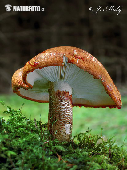 čirůvka oranžová (Tricholoma aurantium)