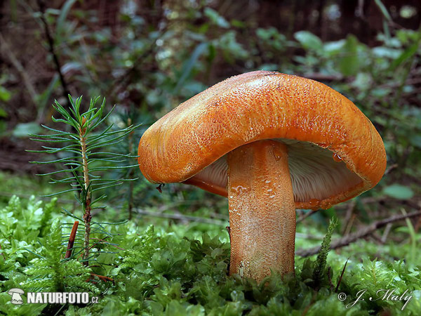 čirůvka oranžová (Tricholoma aurantium)