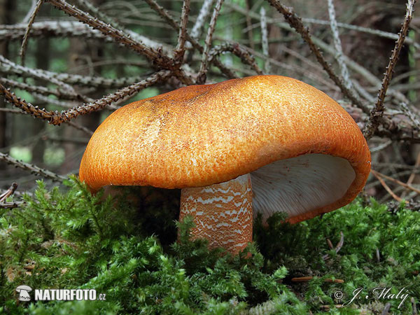 čirůvka oranžová (Tricholoma aurantium)